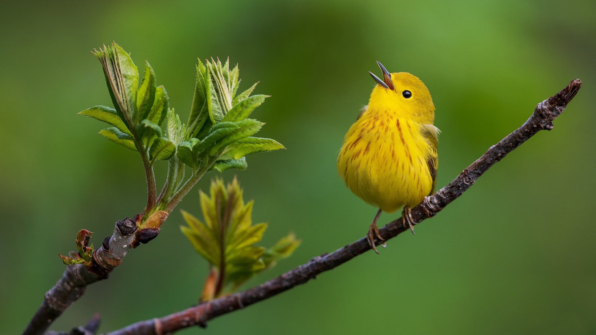 开云官方-_虚拟现实滑雪：在指尖挑战雪山_，虚拟滑雪体验