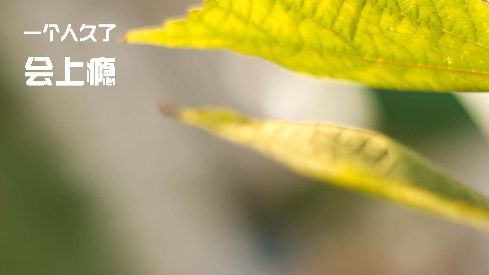 “雪原霸主：冰封赛段的速度传说”，冰封雪域地图