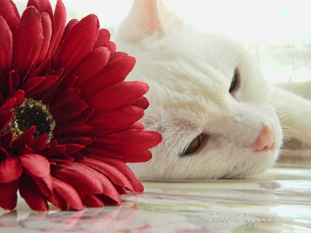 史上最大“黑马逆袭”:从无名小卒到世界冠军,最大的黑马