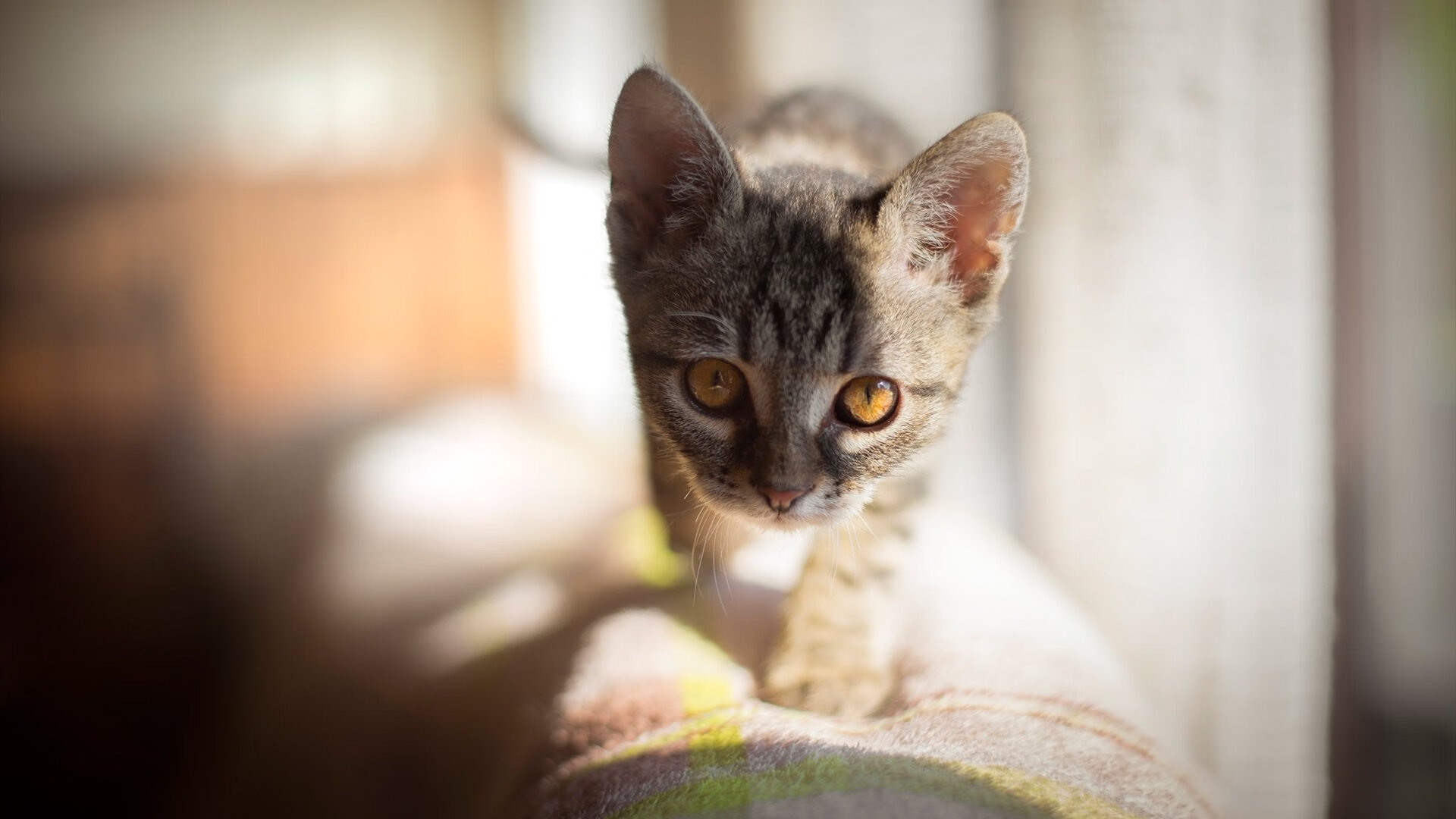 开云体育官方app-海岛环岛骑行，体验不同海岸线的运动魅力，环岛自行车怎么过