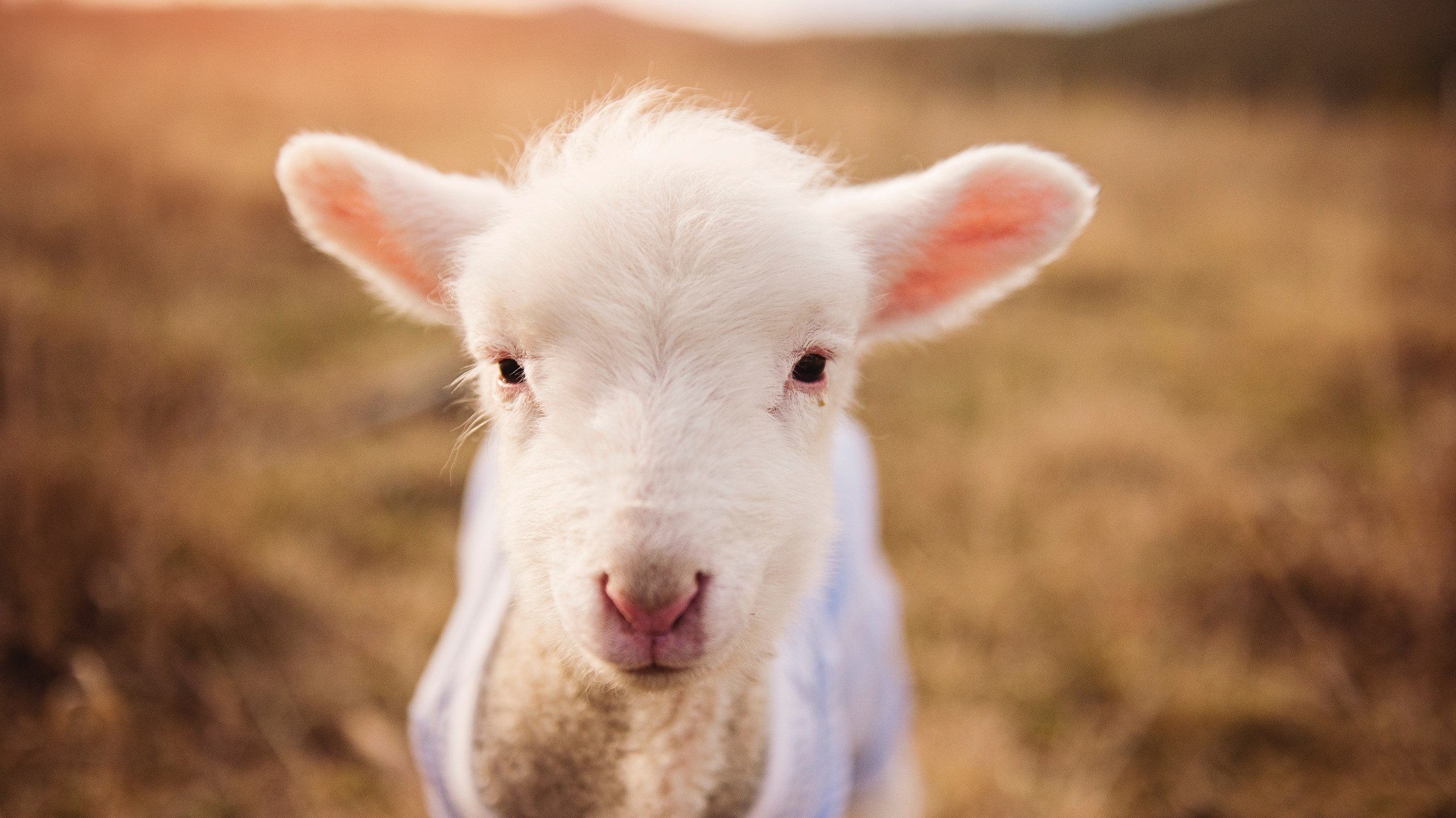 T1粉丝活动火爆举行，vocaloid粉丝大会官网