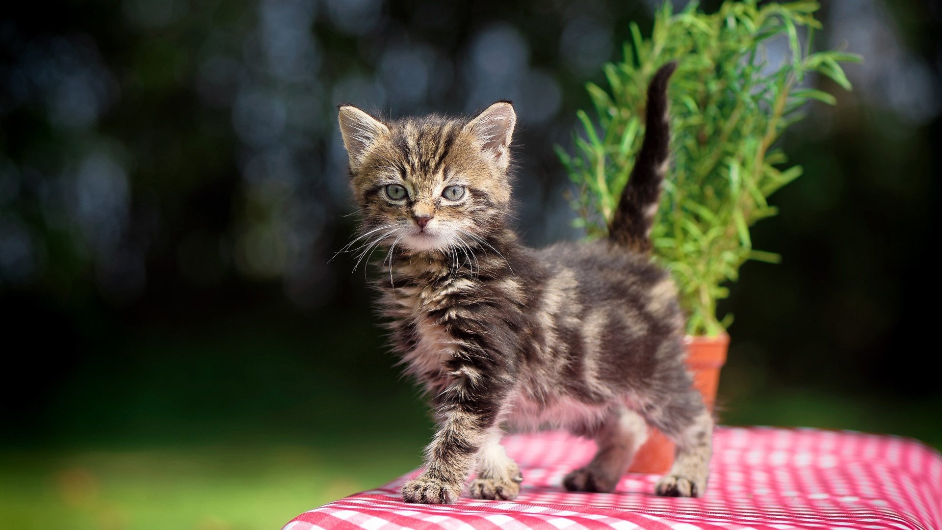 开云体育平台APP-北京国安球员荣获月度最佳，北京国安球员荣获月度最佳球员名单