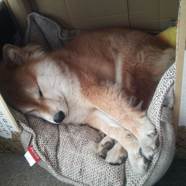 开云-南美洲球队在美洲杯上发挥亮眼，赢得球迷喝彩，南美洲球会杯积分榜