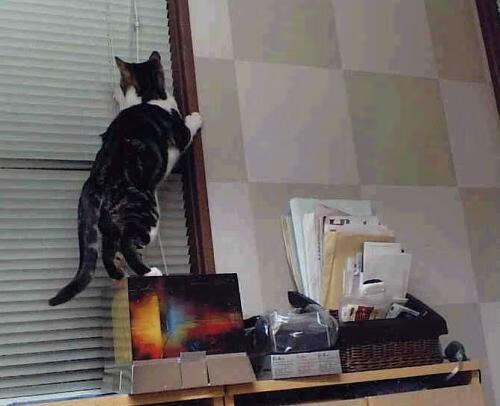 台湾杯明星队员积极备赛，力争佳绩，台湾队获得冠军奏什么歌