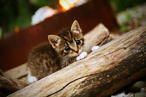 女足青少年培训体系完善，青少年女足的发展前景
