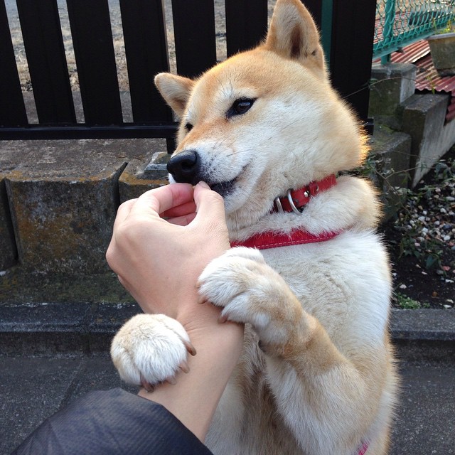 山西汾酒球队配合更加默契，山西汾酒股份球队球员名单