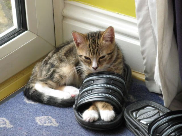 开云体育官网-掘金球队战术体系更加成熟，掘金球员介绍