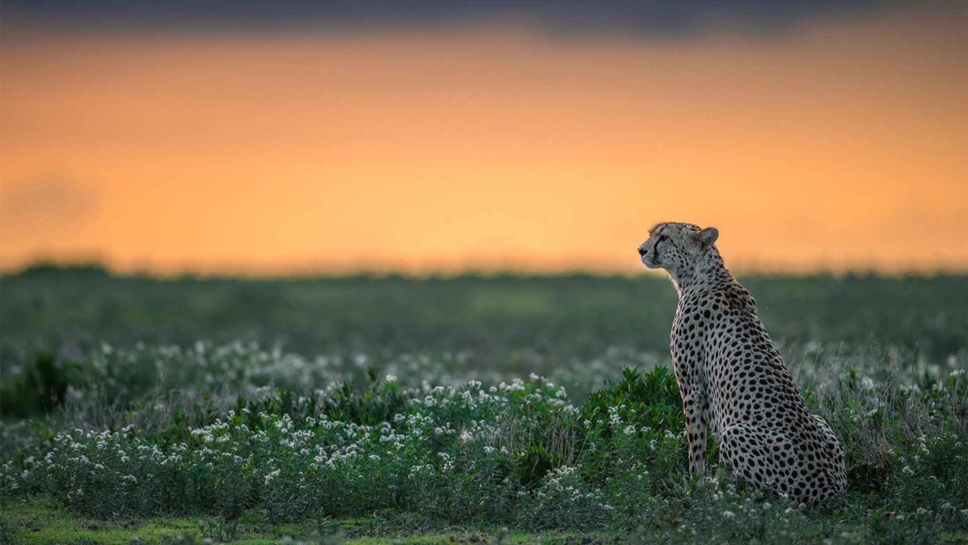 职业联赛裁判管理体系改革方案，职业联赛裁判管理体系改革方案最新