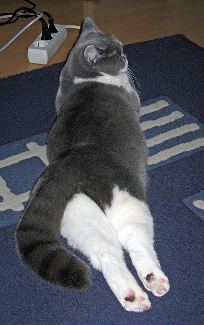 体育新闻中心支持基层体育数字内容创新发展,体育新闻简讯